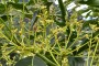 Recent post Beneficios del carbonato de magnesio con azufre volcánico y microorganismos en la nutrición vegetal