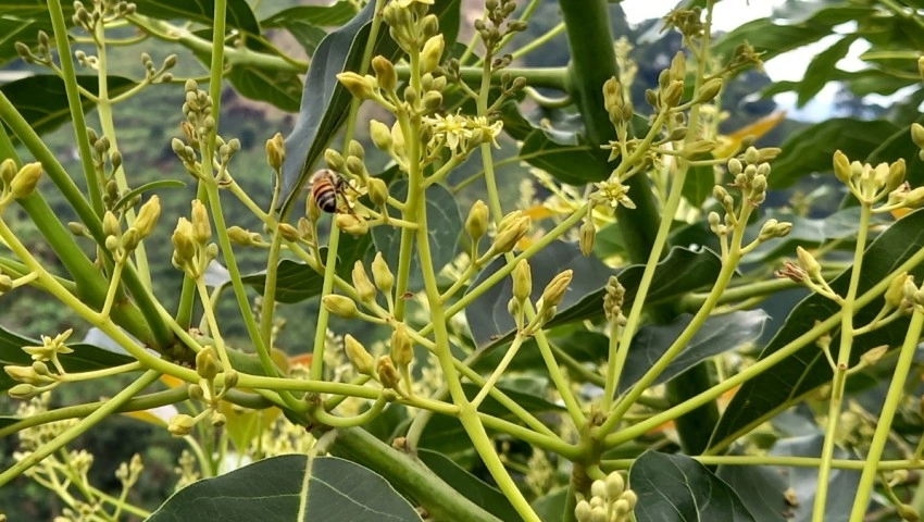 Beneficios del carbonato de magnesio con azufre volcánico y microorganismos en la nutrición vegetal