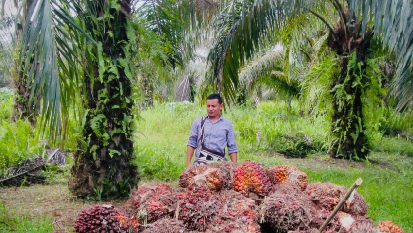 Cómo elegir el fertilizante adecuado para tu cultivo: guía completa para productores agrícolas