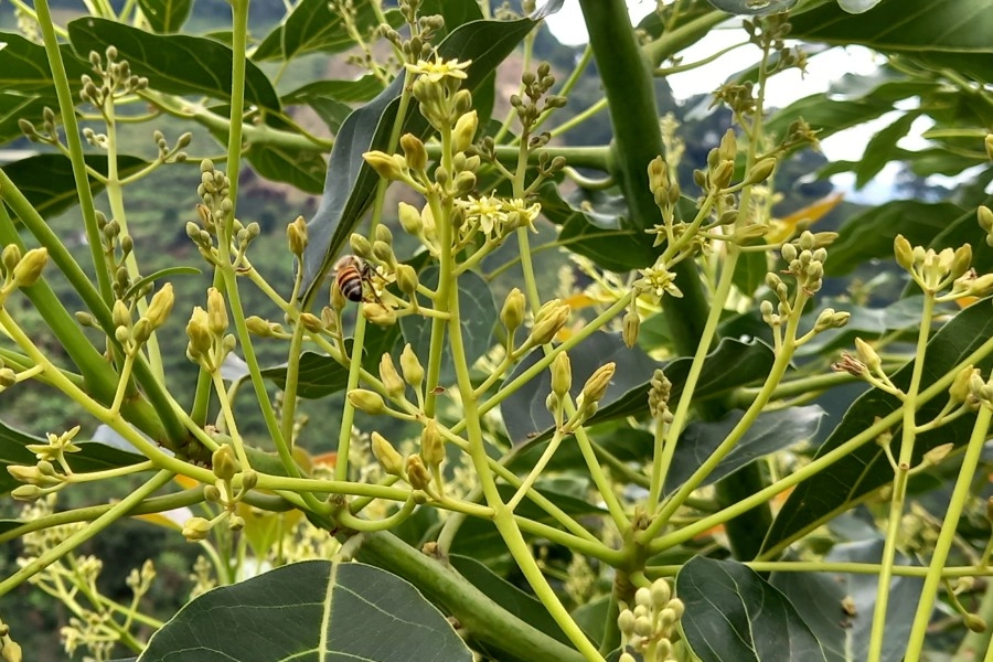 blog Beneficios del carbonato de magnesio con azufre volcánico y microorganismos en la nutrición vegetal